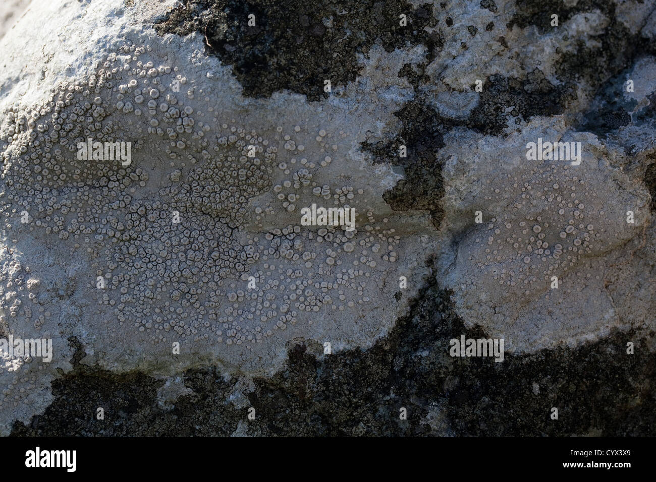 Crustose Lichen. (Lecanora sp. ). Stone Wall. Iona, Inner Hebrides, west coast of Scotland. Stock Photo