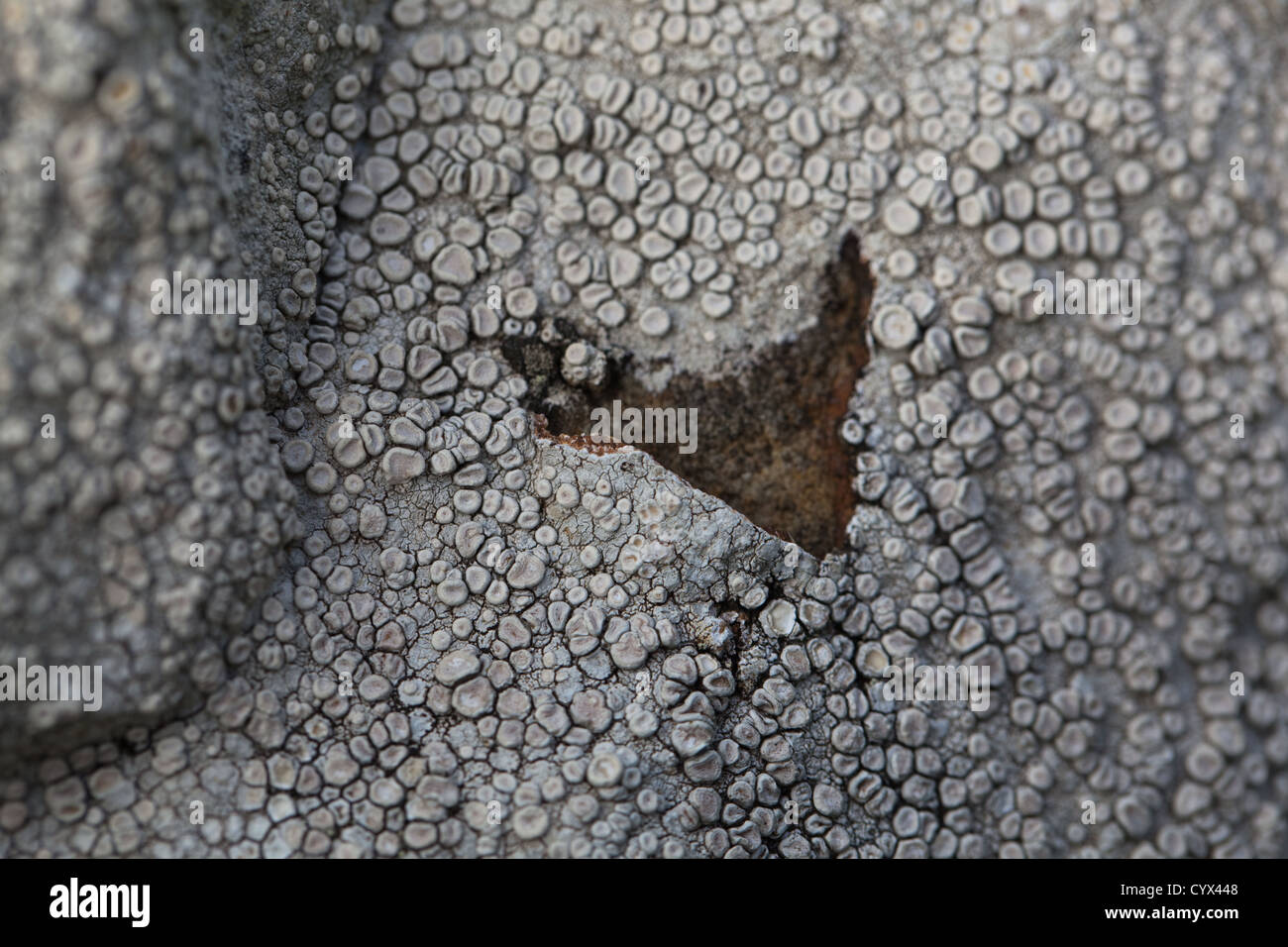 Crustose Lichen. (Lecanora sp. ). Stone Wall. Iona, Inner Hebrides, west coast of Scotland. Stock Photo