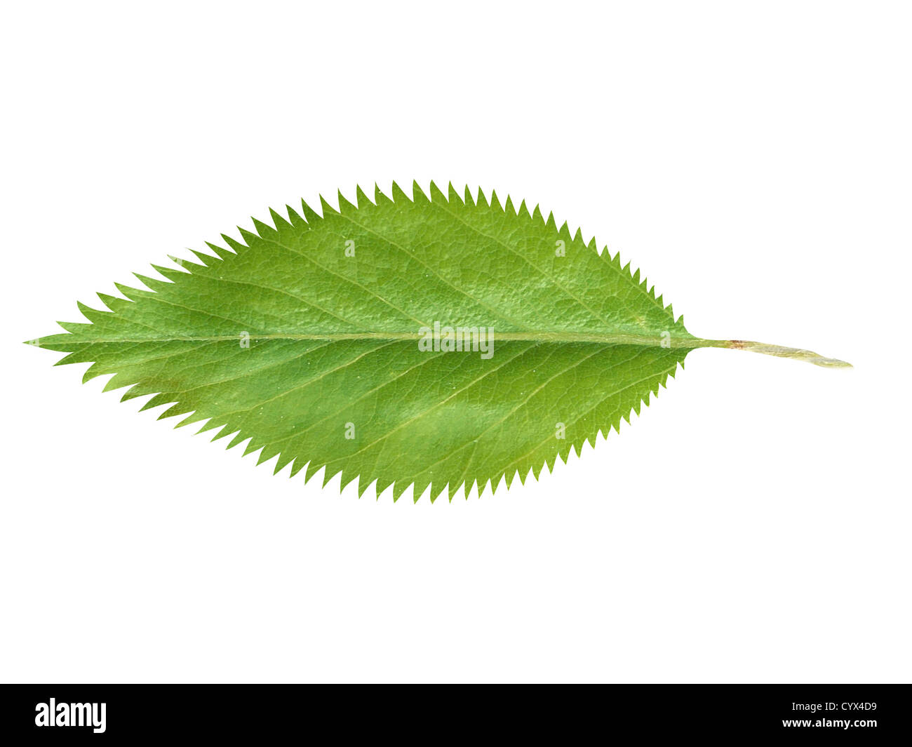 Green fresh leaf isolated on white background Stock Photo - Alamy