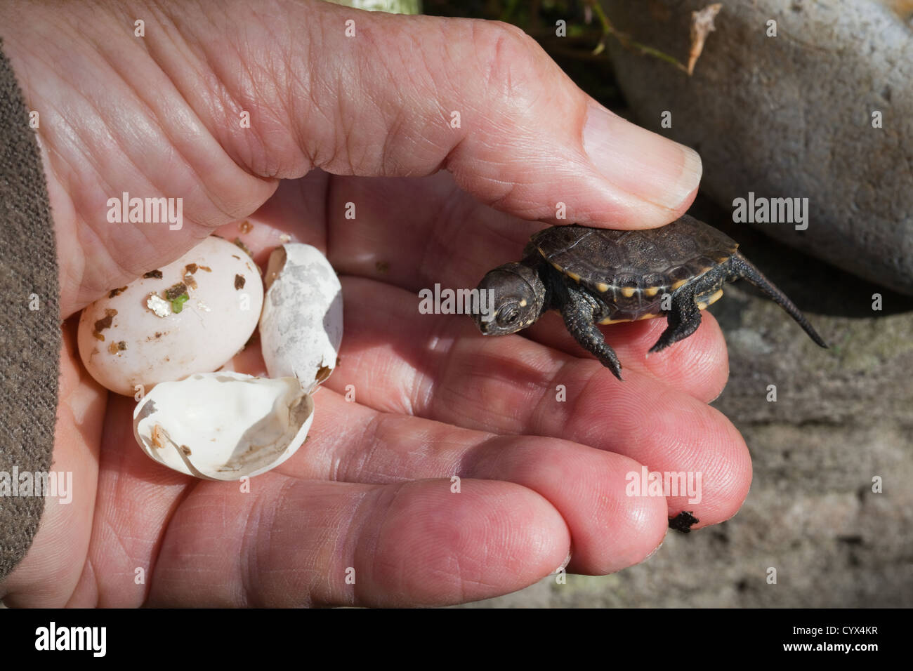 European Pond Turtle Emys orbicularis.Hatchling held in the hand with an unhatched egg and shell remnants from this hatching. Bred in captivity. Stock Photo