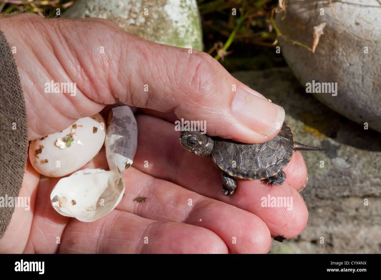 European Pond Turtle Emys orbicularis.Hatchling held in the hand with an unhatched egg and shell remnants from this hatching. Bred in captivity. Stock Photo