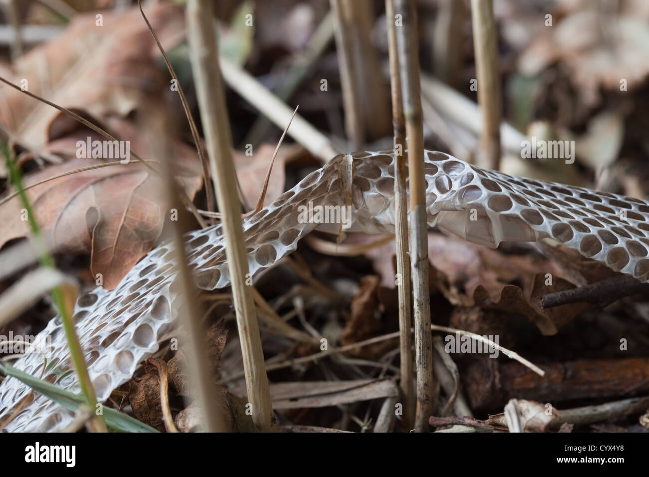 Grass Snake (Natrix natrix). En situ section of skin peeled off as snake moved and twisted its body between reed stems. Stock Photo