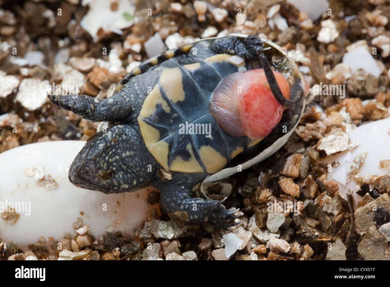Europen Pond Terrapin (Emys orbicularis). Hatchling on its side showing plastron with umbilicus still to be retracted into body. Stock Photo