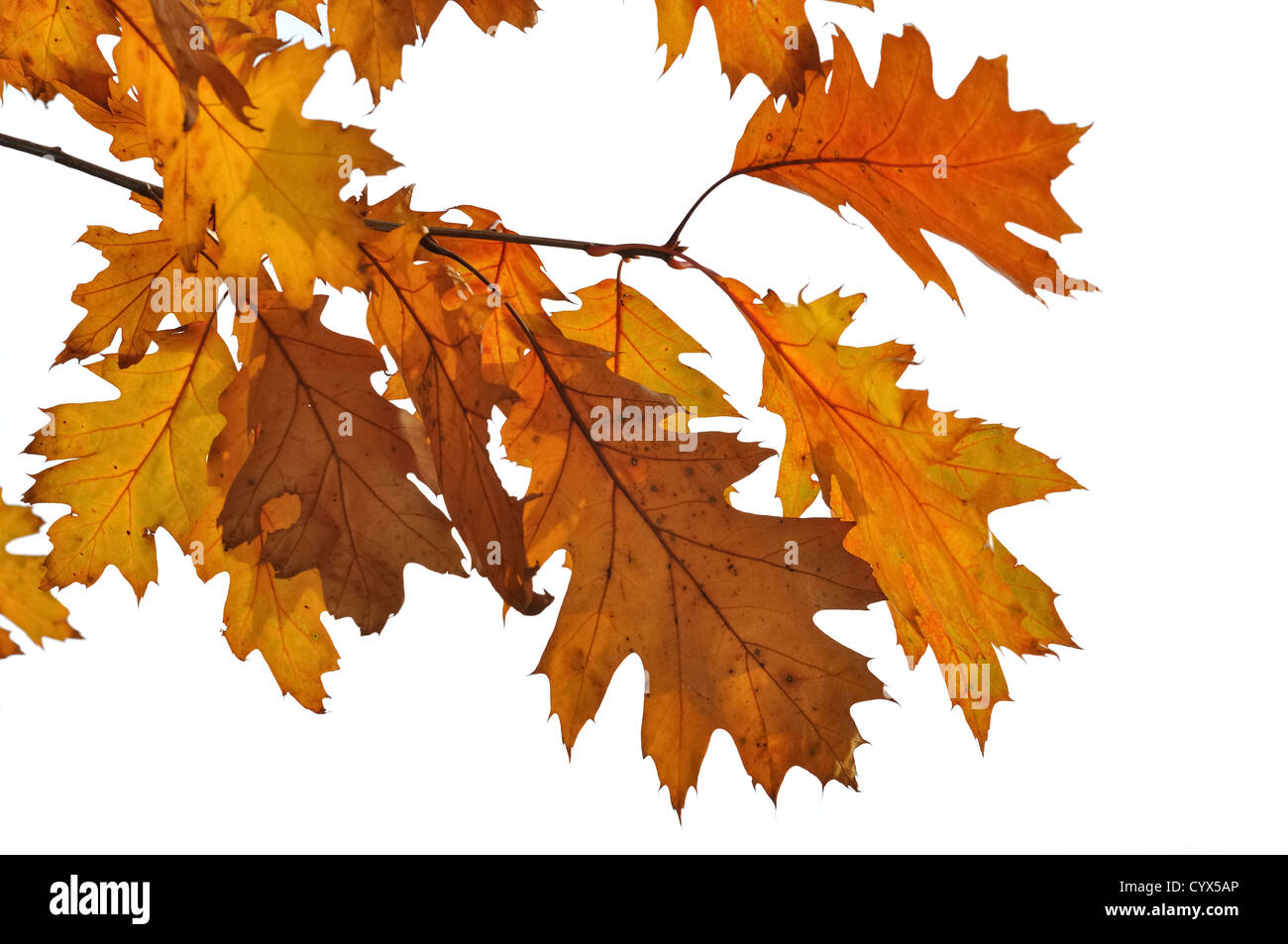 golden oak leaves on white background Stock Photo Alamy