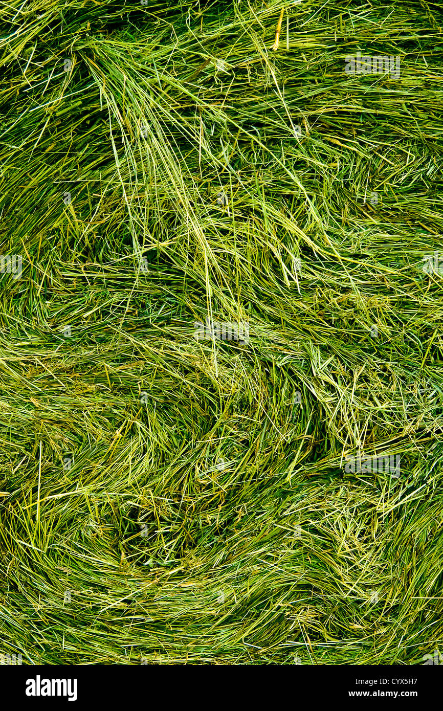 Hay stack texture Stock Photo - Alamy