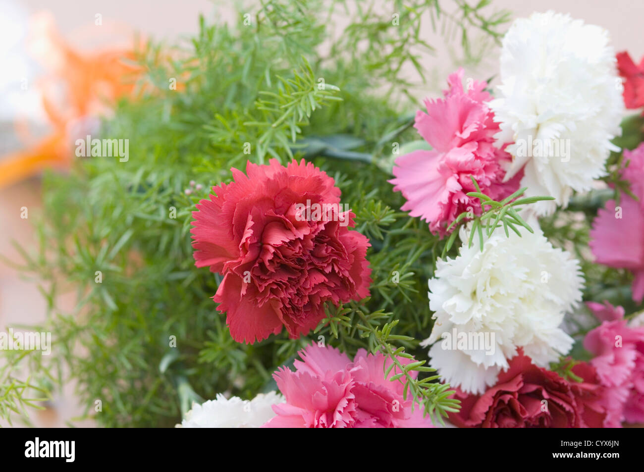 Carnation dianthus india hires stock photography and images Alamy