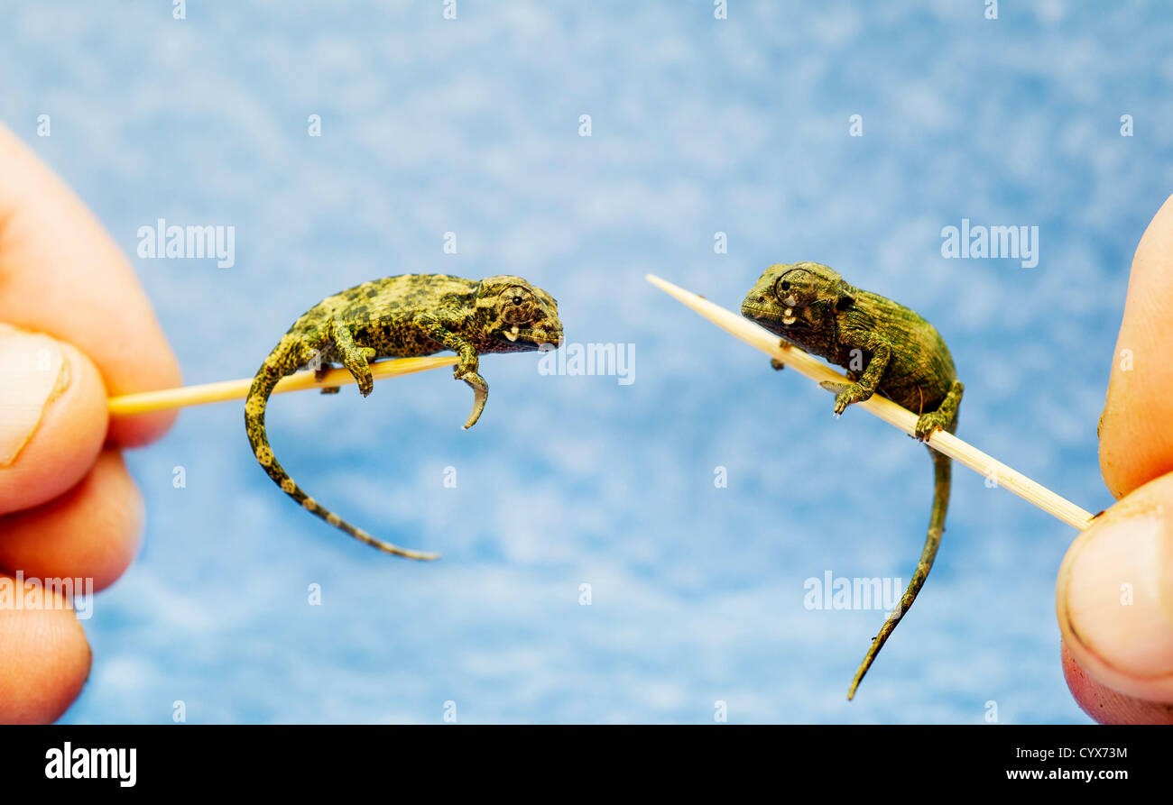 11/11/12. Two delicate baby three horned chameleons make their first steps balanced on cocktail sticks at Exmoor Zoo, Devon, UK. At about 3 centimetres long the baby Johnston’s chameleons spent 16 long weeks developing from an embryo and have just emerged from their leather like egg shell. The curator Danny Reynolds at Exmoor zoo said “two things make these babies just that bit extra special. They are probably the first of this species ever born in captivity within UK zoo’s and the fact that their parents had been rescued from an illegal shipment on-route to the Czech Republic.' Stock Photo