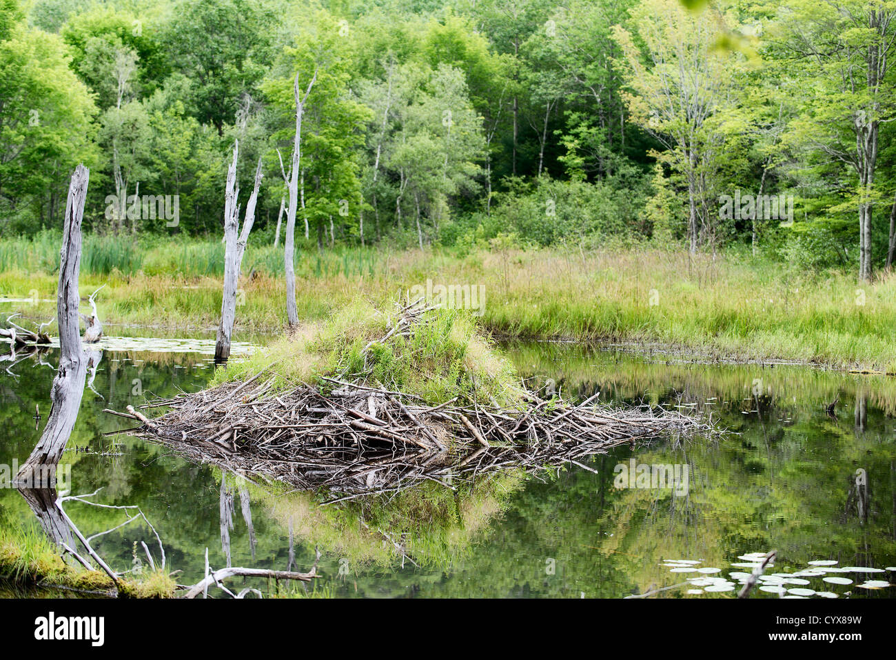 Beaver House located in Acadia National Park, Maine. Stock Photo