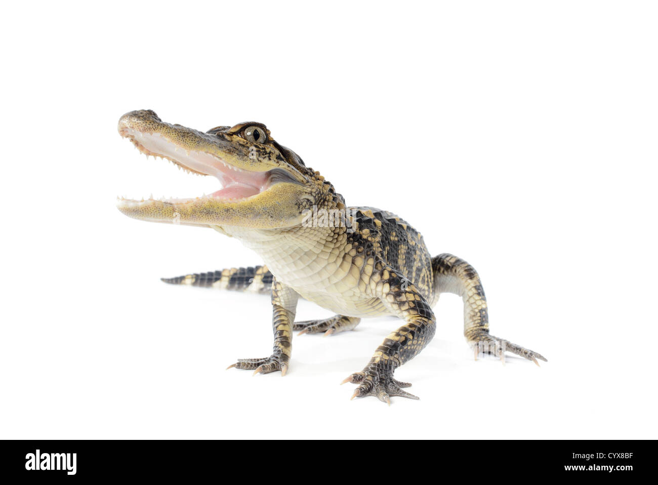 american alligator on white Stock Photo
