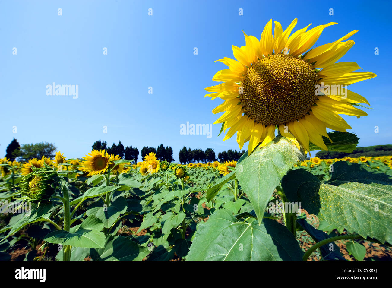 Sunflowers on a sunflower field in Tuscany in Italy. Stock Photo