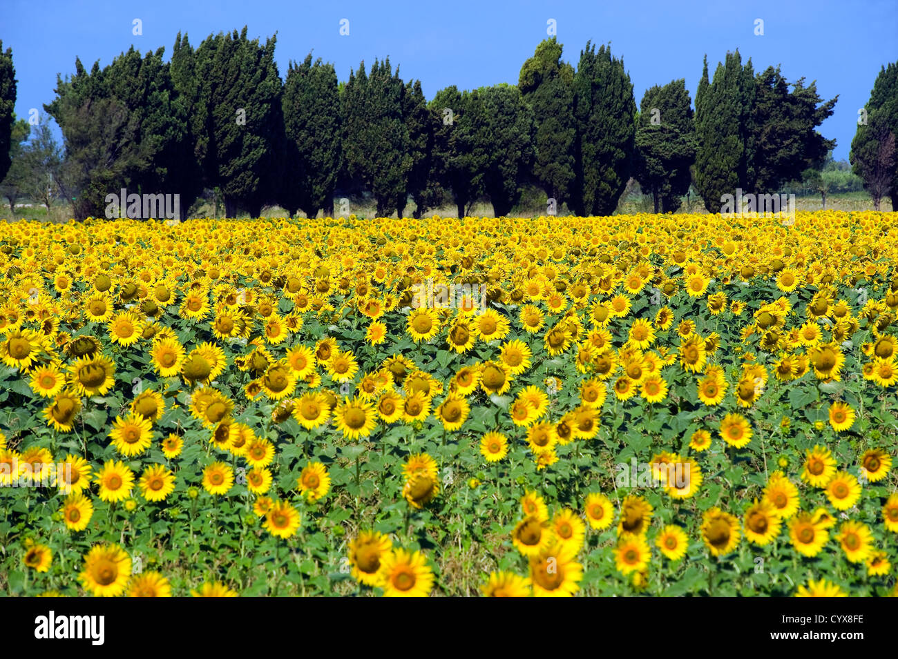 Sunflowers on a sunflower field in Tuscany in Italy. Stock Photo