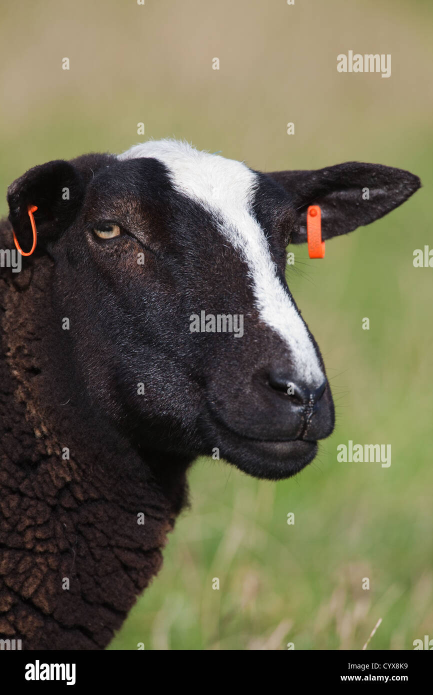 Zwartbles Sheep (Ovis aries). Portrait. Note ear tag for identification. Stock Photo