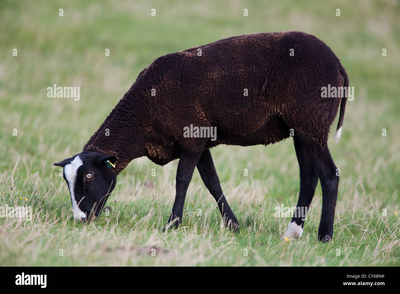 Zwartbles Sheep Ovis aries. Grazing grass. Iona. West coast Scotland. Stock Photo