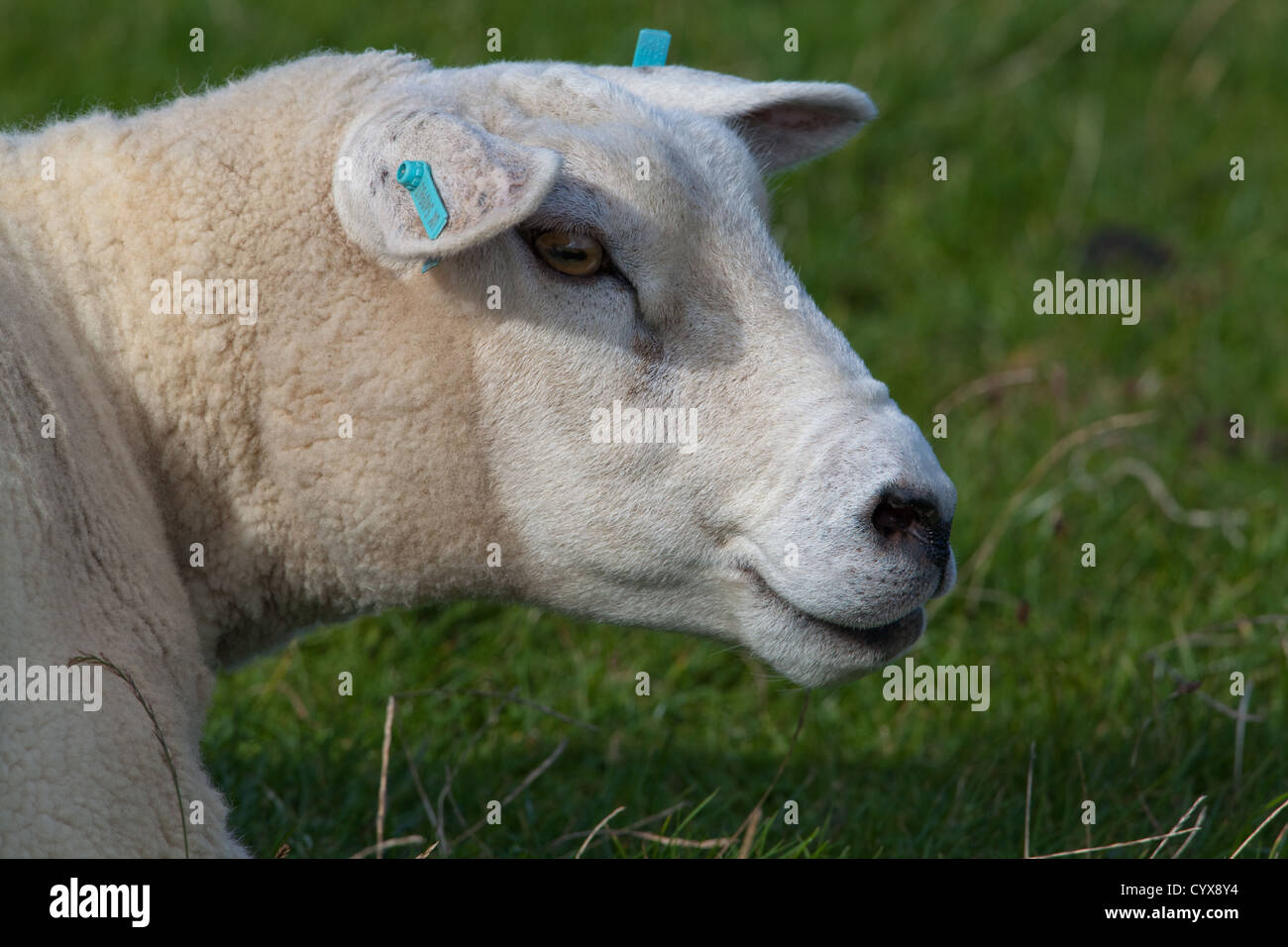 Texel Sheep (Ovis aries). Looking right. Introduced breed from The Netherlands to UK. Stock Photo