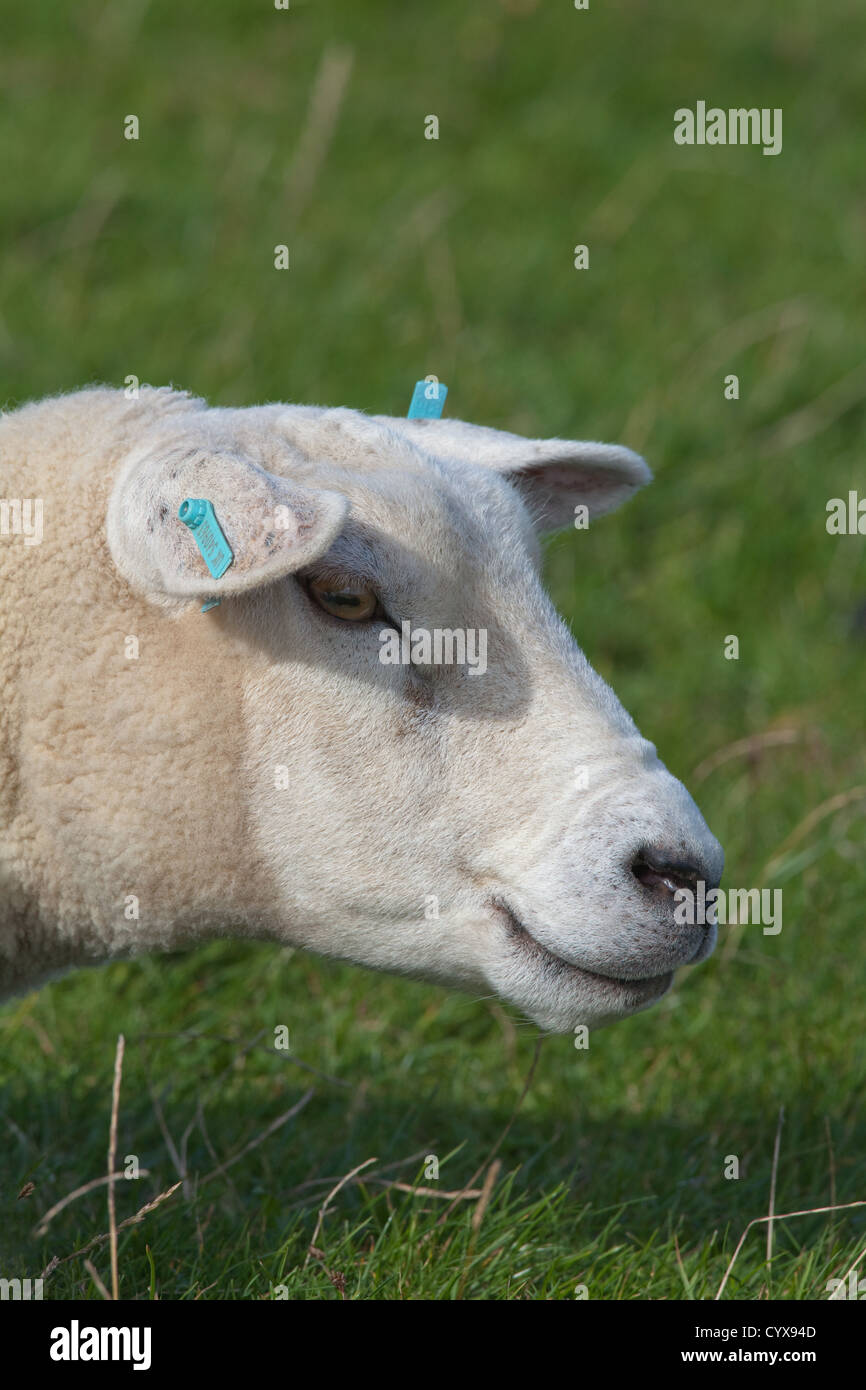 Texel Sheep (Ovis aries). Looking right. Introduced breed from The Netherlands to UK. Stock Photo