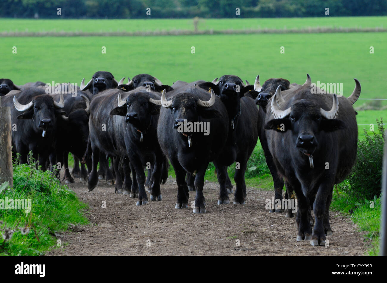 Water Buffalo Milk Uk Outlet UK
