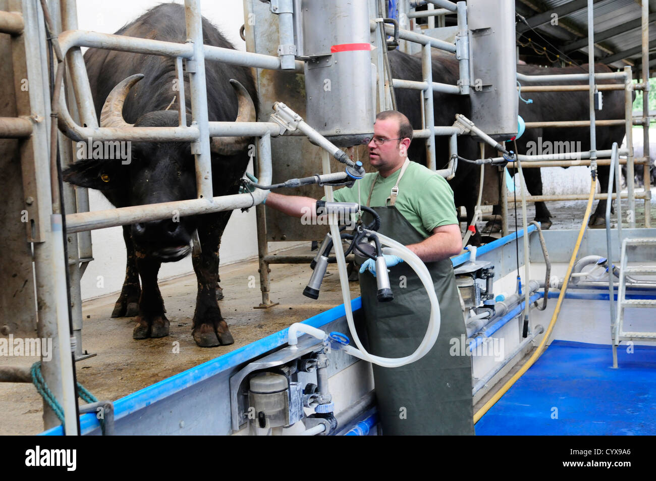 Buffalo milking parlor, Laverstock Farm, UK Stock Photo Alamy