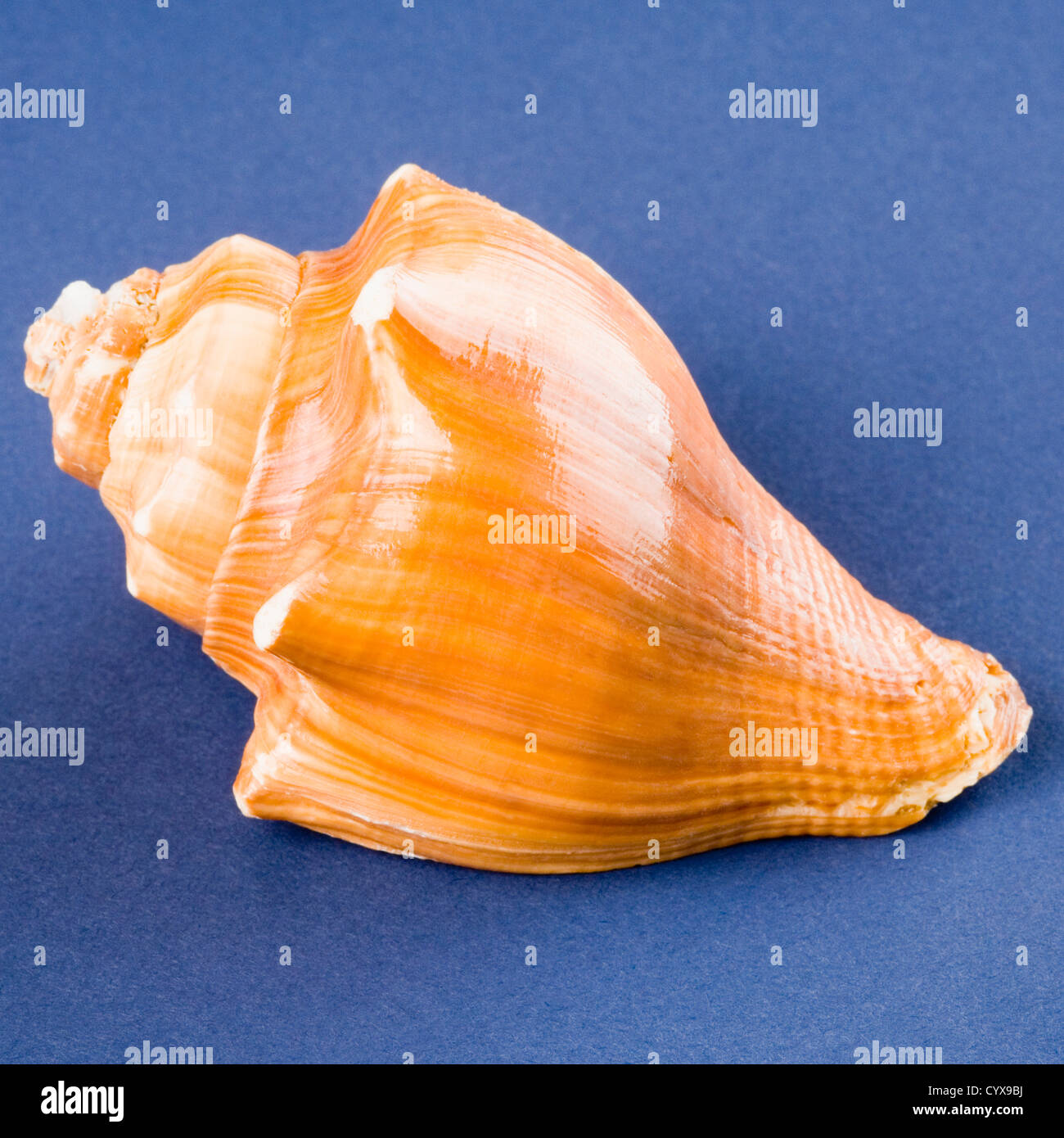 Conch shell india hires stock photography and images Alamy