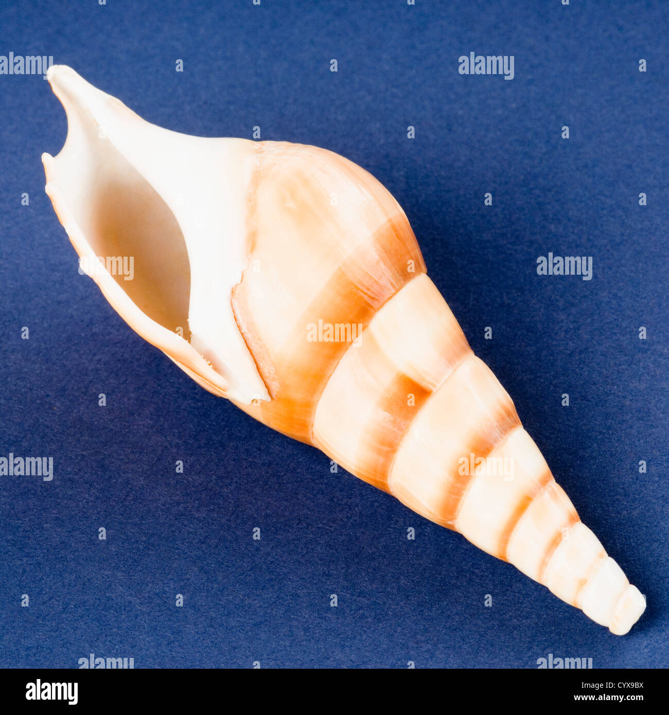 Conch Shell India High Resolution Stock Photography And Images Alamy Close Up Of A Conch Shell CYX9BX