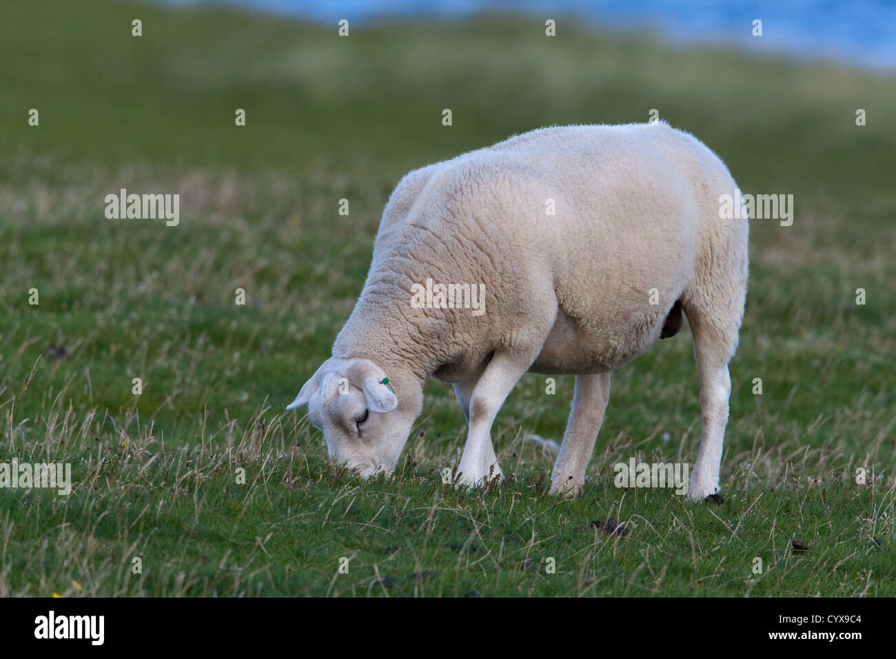 Texel Sheep (Ovis aries). Grazing. Here on Iona, Inner Hebrides. Introduced breed from The Netherlands to UK. Stock Photo