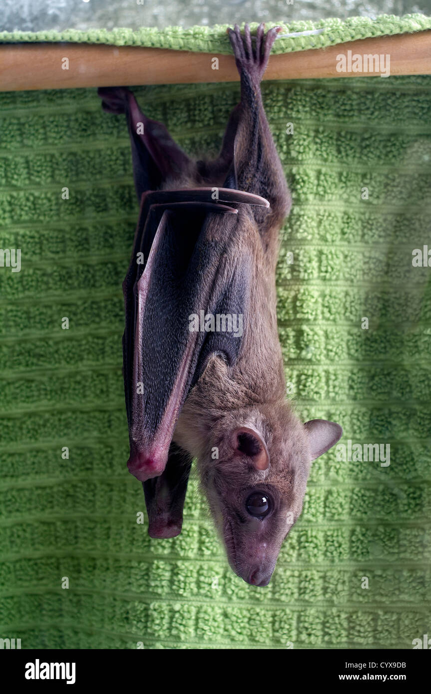 Egyptian fruit bat hanging upside down from its perch Stock Photo Alamy