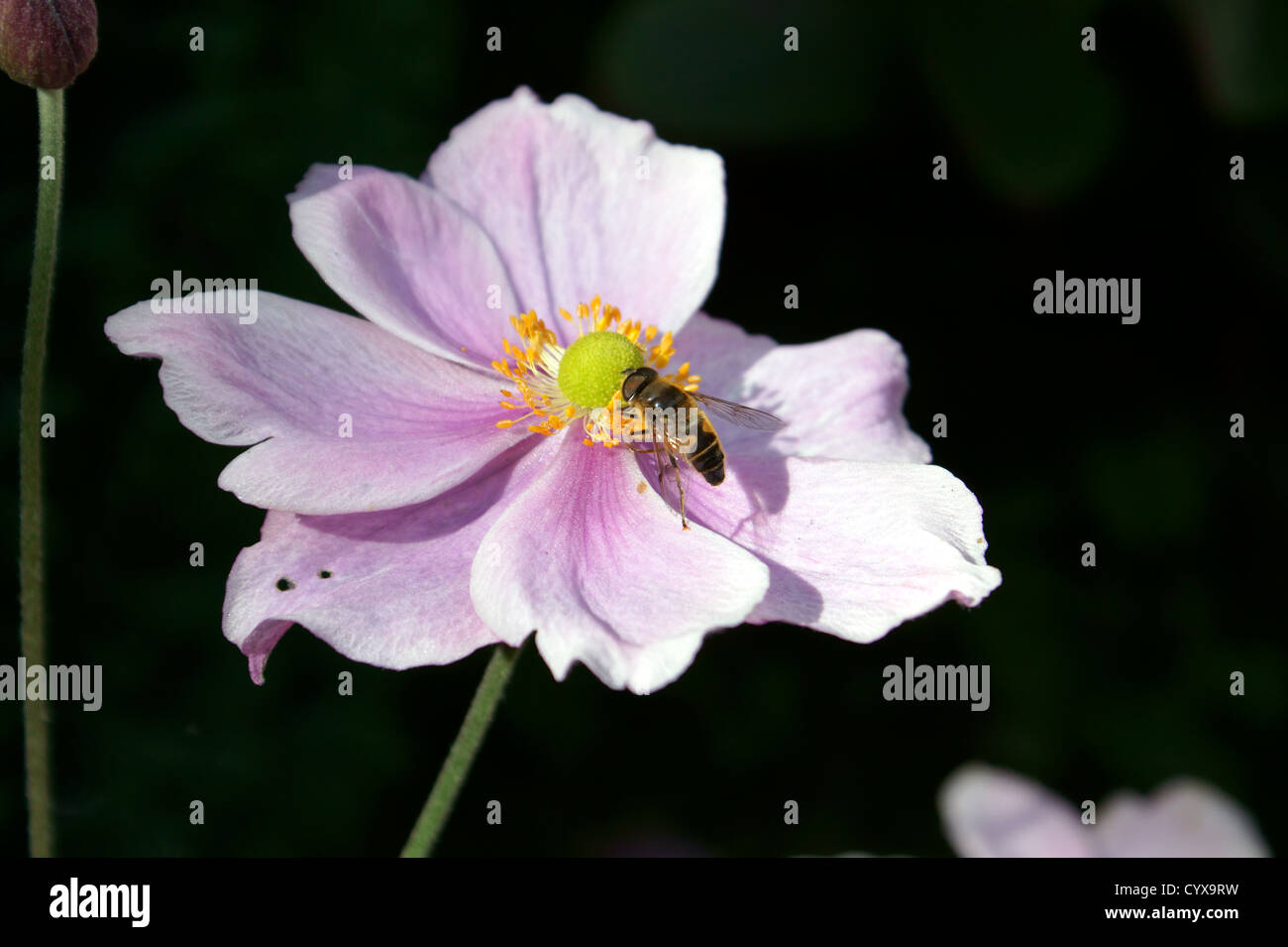 JAPANESE ANEMONES (SEPTEMBER CHARM) WITH A BEE Stock Photo