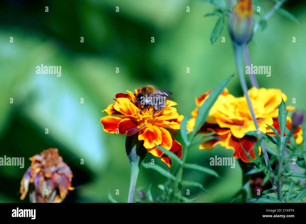 MARIGOLDS & BEES Stock Photo Alamy