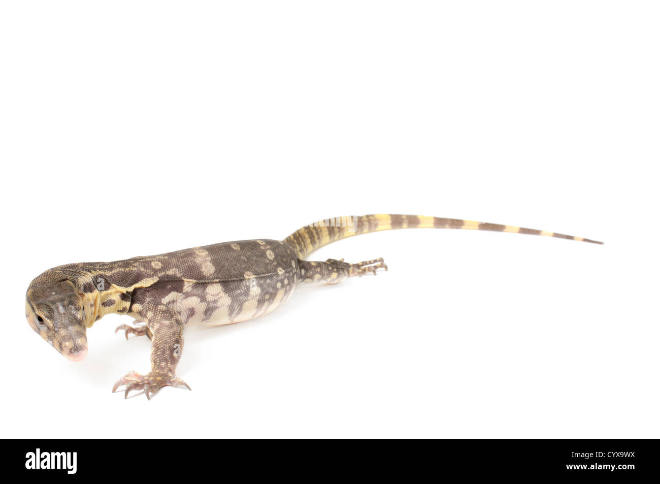 Indonesian Water Monitor on white background Stock Photo