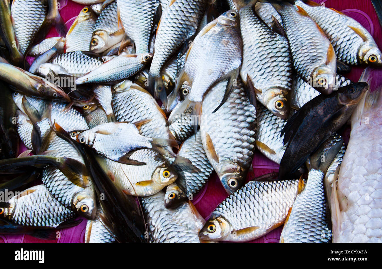 Many whole fish hi-res stock photography and images - Alamy