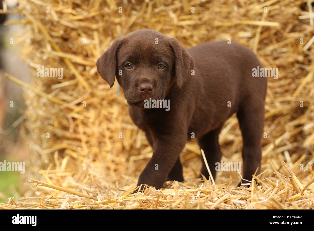 Labrador Puppy High Resolution Stock Photography And Images Alamy