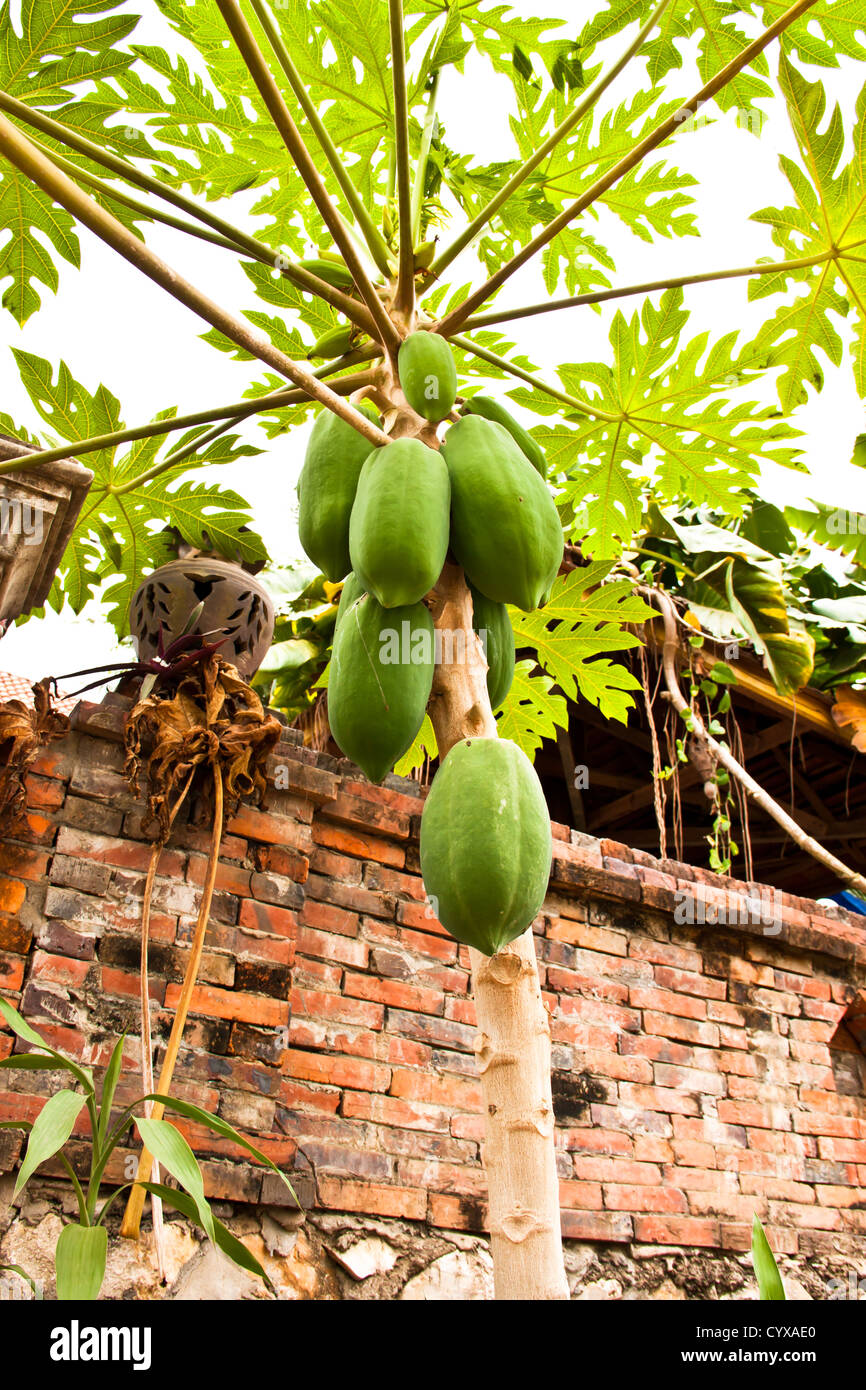 Papaya trees inside walls of the house Stock Photo Alamy