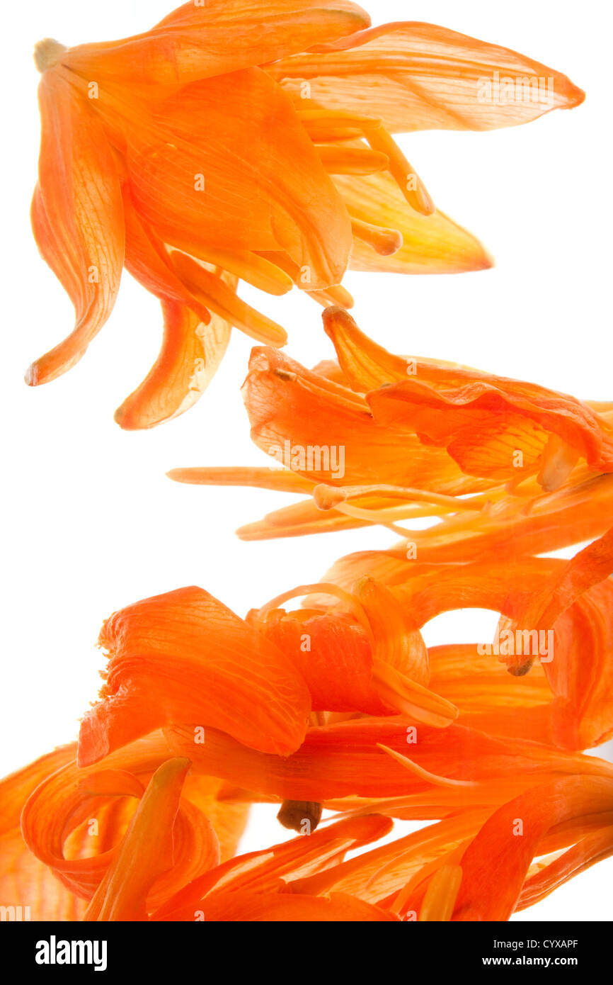 Close up of Chinese herbal tea, lily tea Stock Photo - Alamy