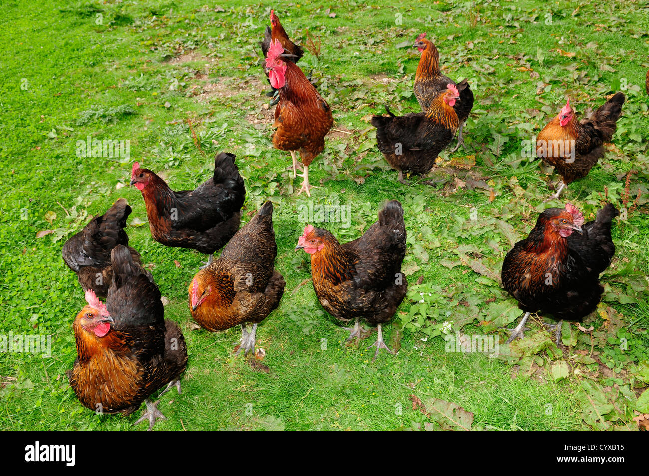 Free range hens Stock Photo