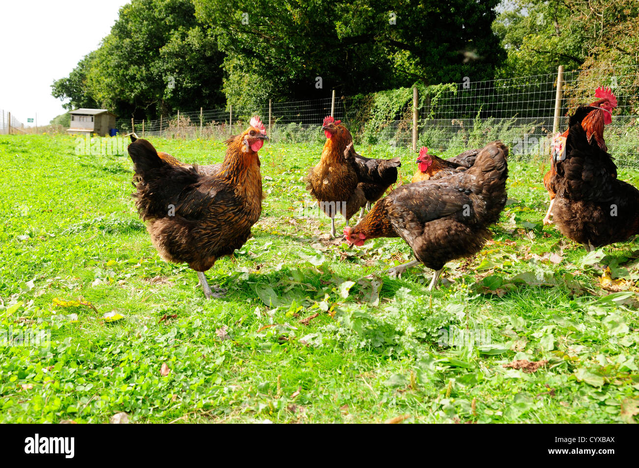 Free range hens Stock Photo