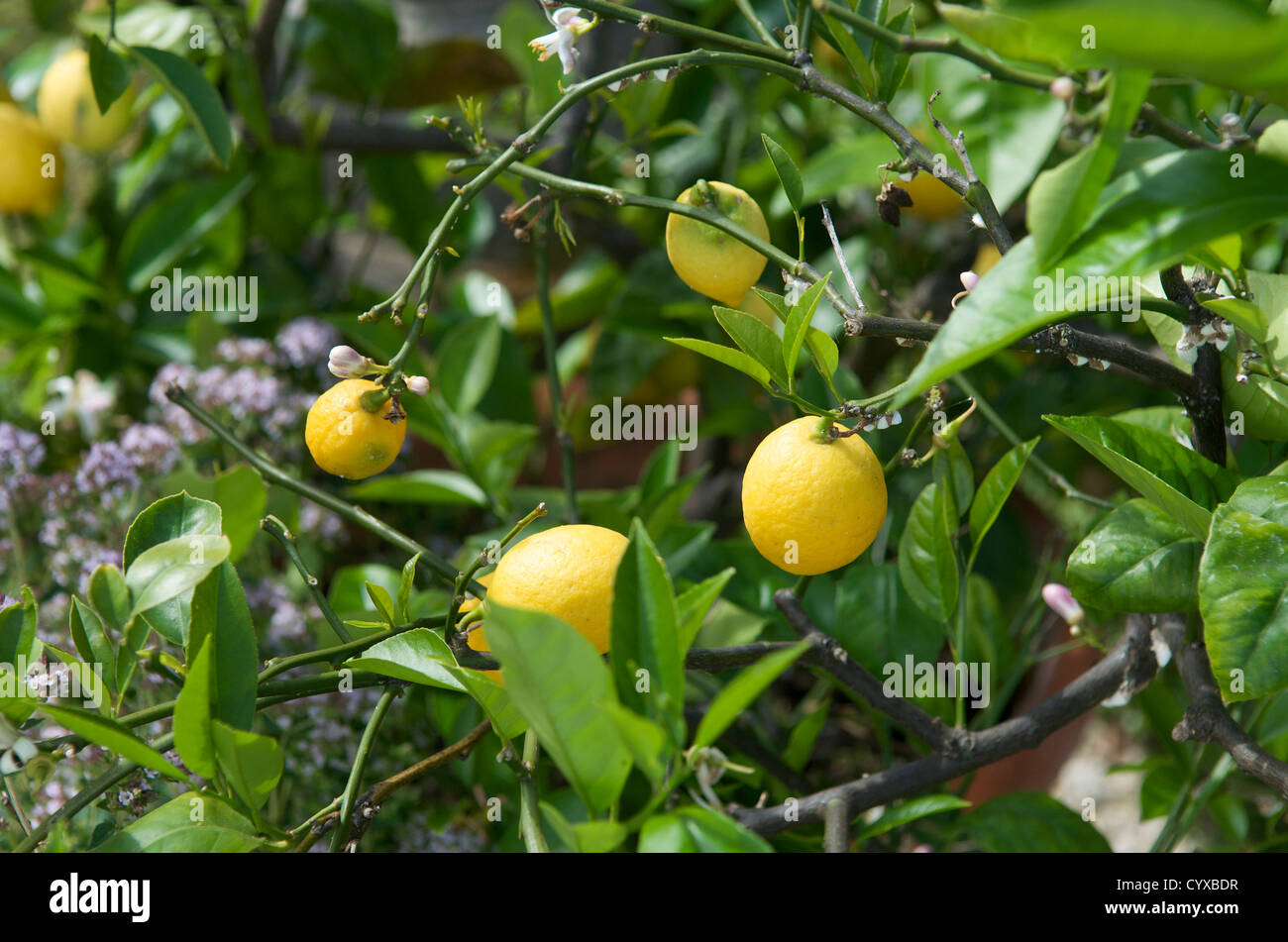 Lemons growing in an English garden Stock Photo Alamy