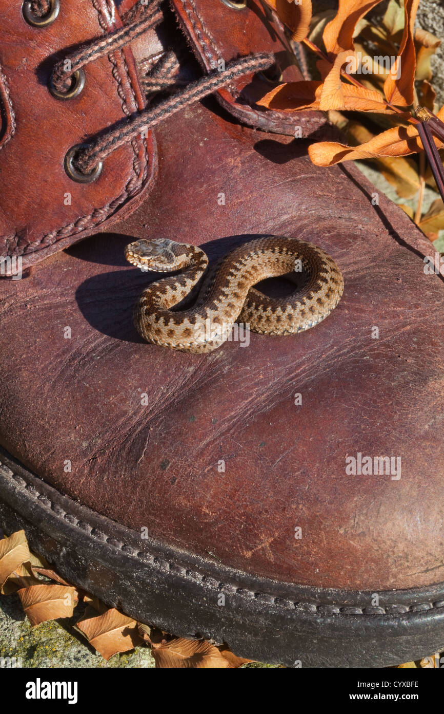 Adder or Northern Viper (Vipera berus). Newly born young on a man's leather walking shoe. September. Norfolk. Stock Photo