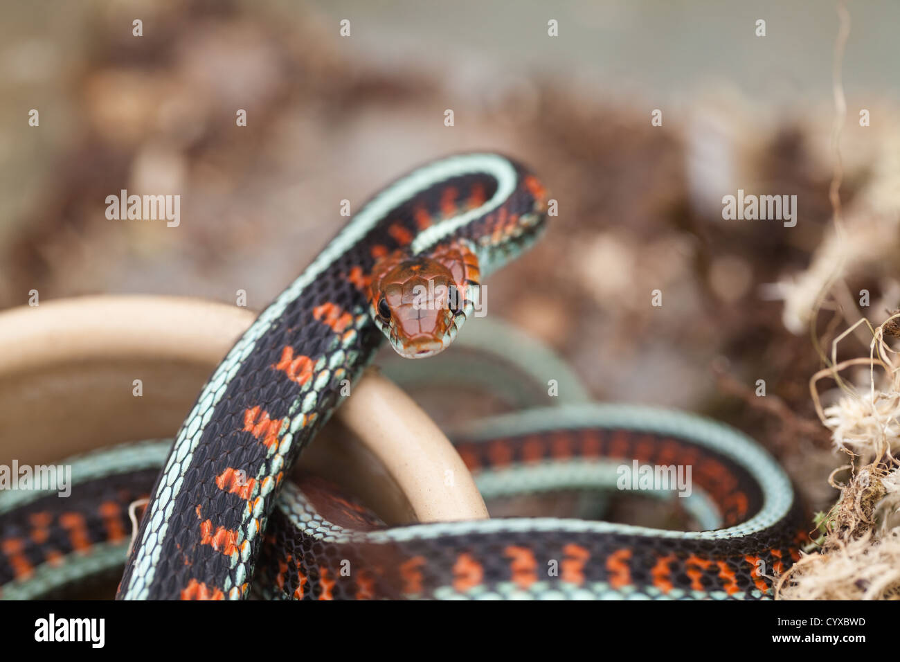 California Red-sided Garter Snake (Thamnophis sirtalis infernalis). Defensive behavior posture provoked by the disturbance in a vivarium. Stock Photo