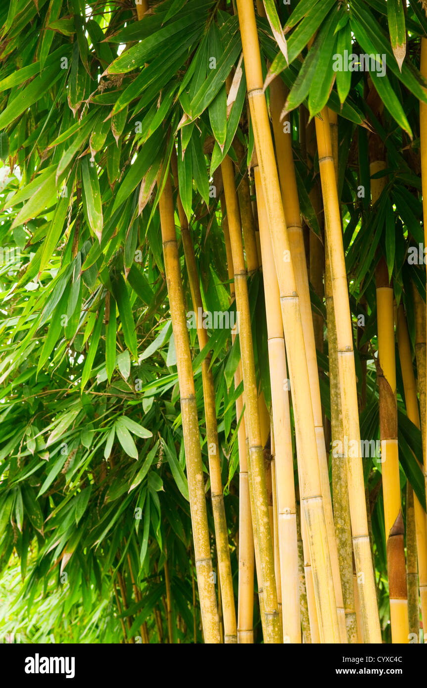 Asian Bamboo forest in the late afternoon sun Stock Photo - Alamy