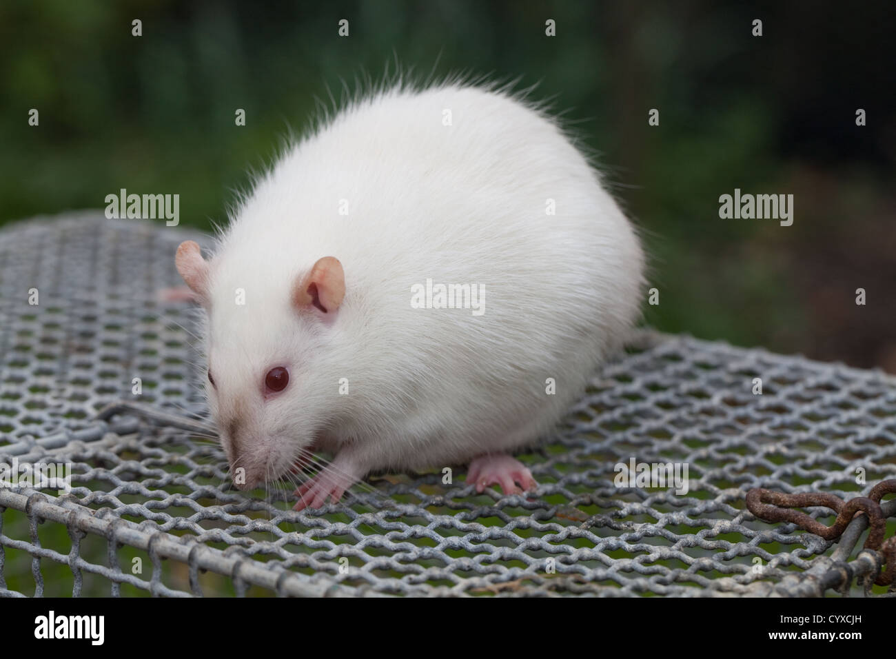 Domestic Albino Rat (Rattus norvegicus). Pregnant female on the top of a  holding cage. Stock Photo