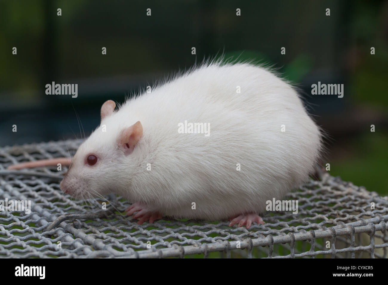 Domestic Albino Rat (Rattus norvegicus). Pregnant female on the top of a holding cage Stock