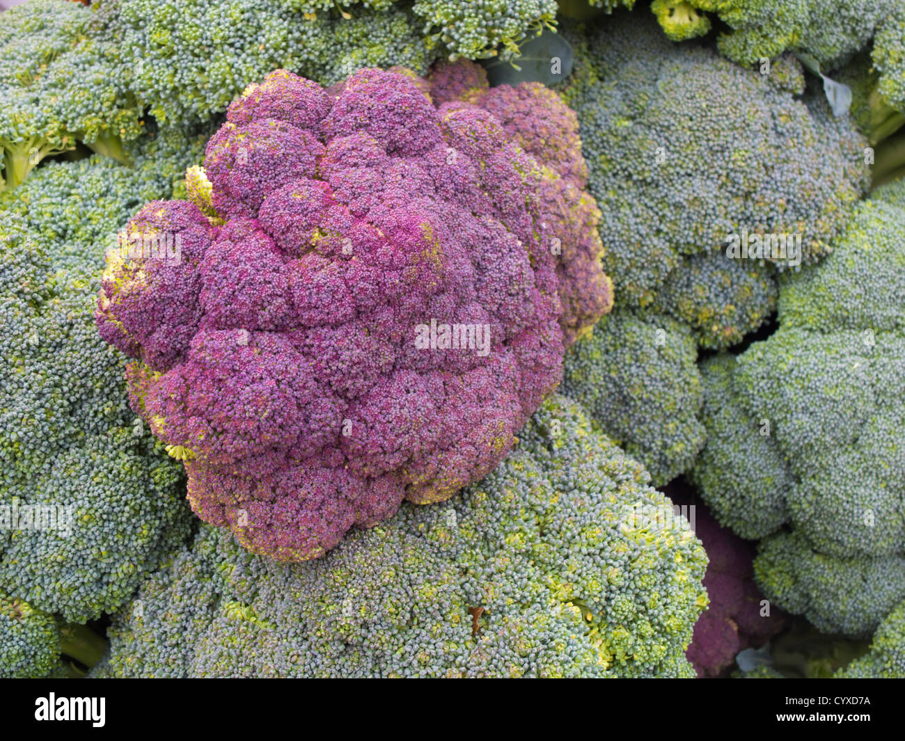 Broccoli bunches hires stock photography and images Alamy