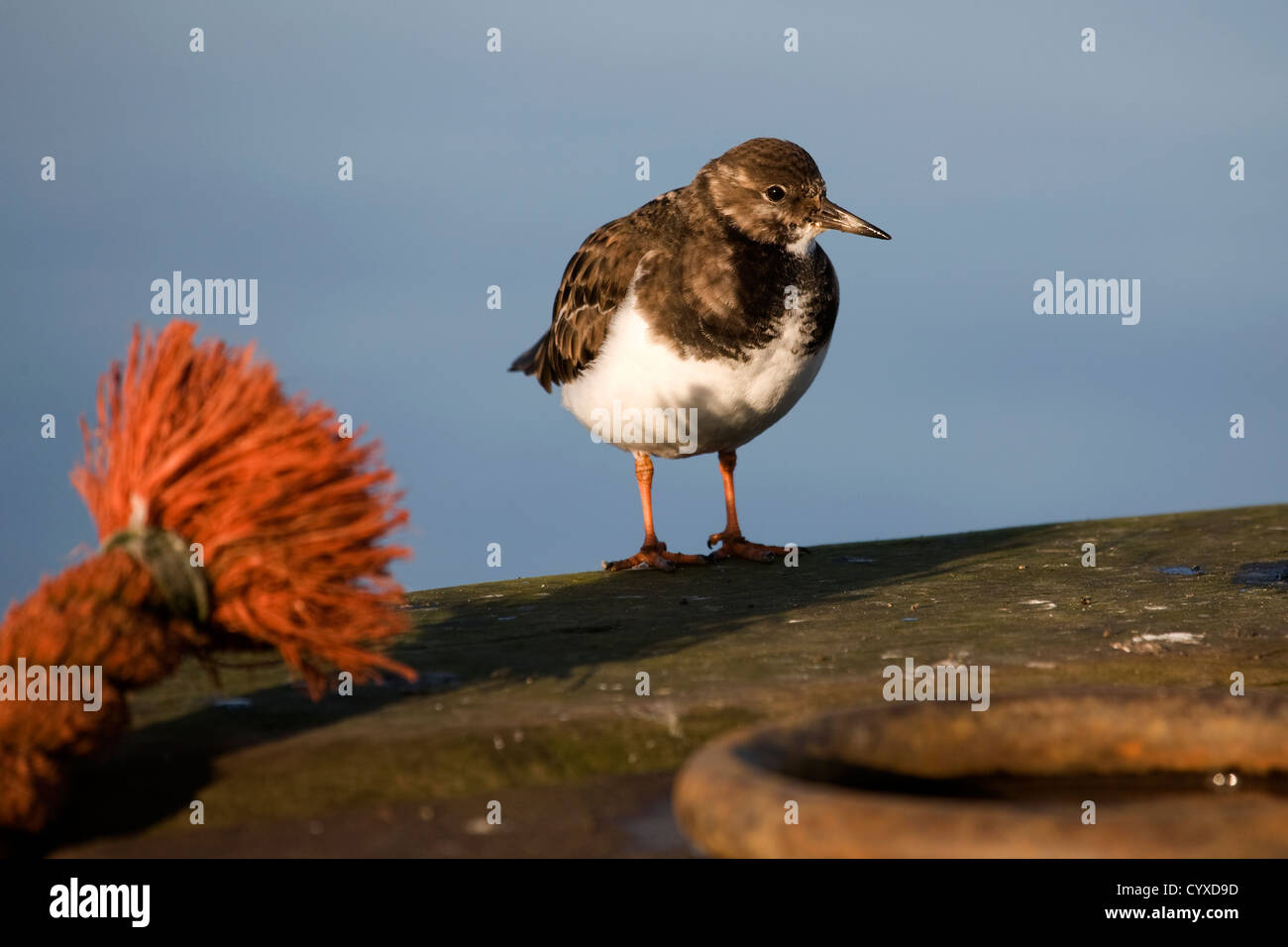Turnstone birds uk hi-res stock photography and images - Alamy