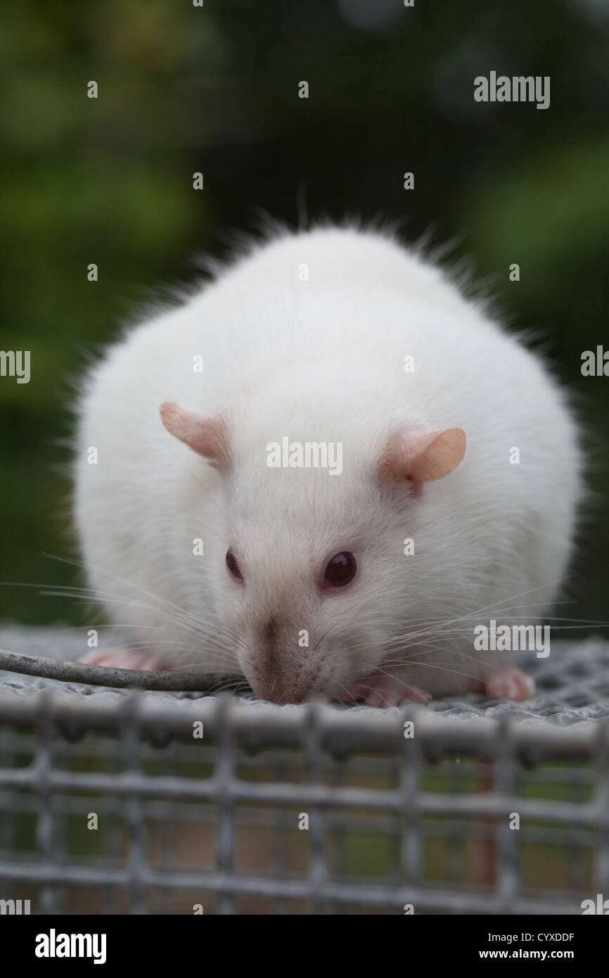 Domestic Albino Rat (Rattus norvegicus). Pregnant female on the top of a laboratory holding cage. Stock Photo