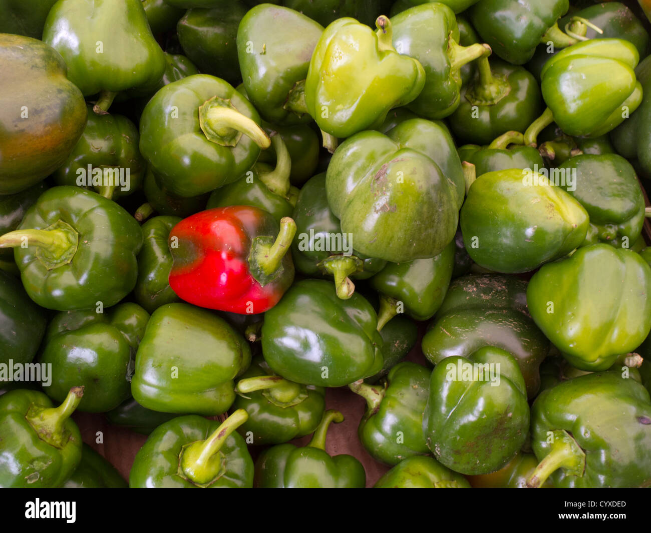 red and green peppers Stock Photo - Alamy