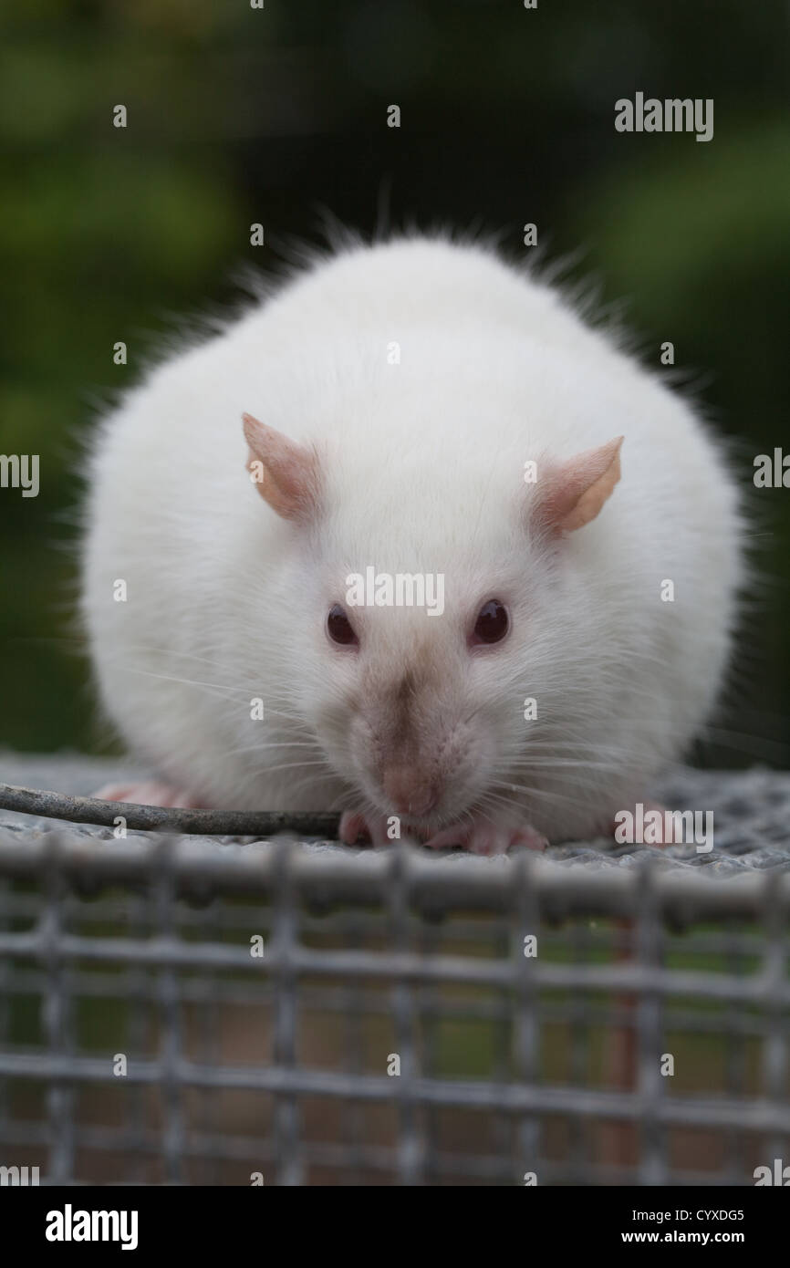 Domestic Albino Rat (Rattus norvegicus). Pregnant female on the top of a laboratory holding cage. Stock Photo