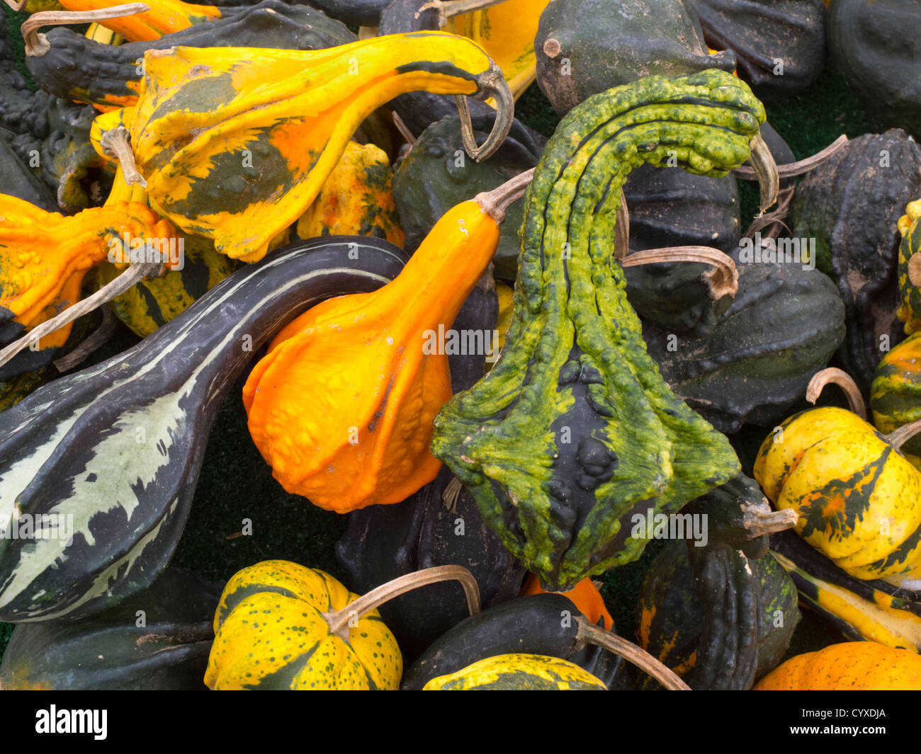 pile of ornamental gourds Stock Photo
