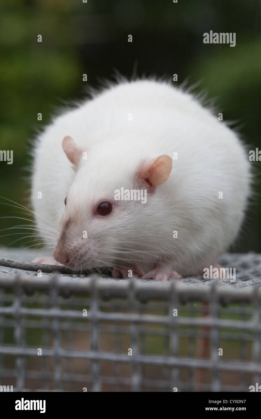 Domestic Albino Rat (Rattus norvegicus). Pregnant female on the top of a laboratory holding cage. Stock Photo