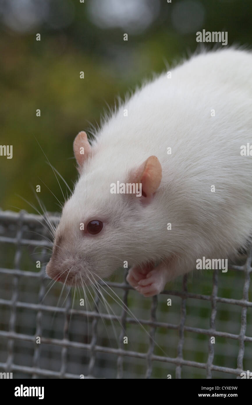 Domestic Albino Rat (Rattus norvegicus). Adult female on the top of a laboratory holding cage. Stock Photo