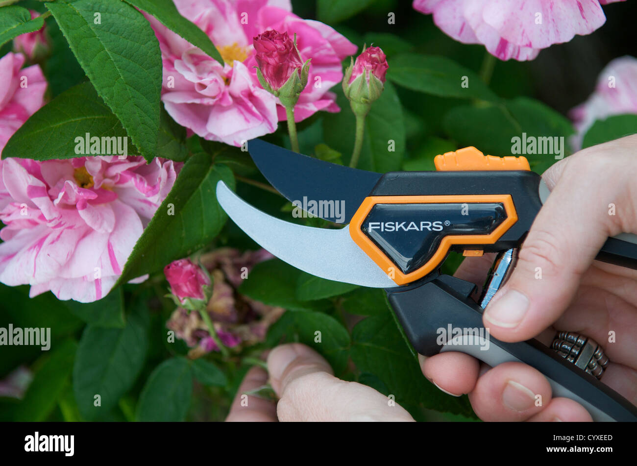 Pruning shears Stock Photo