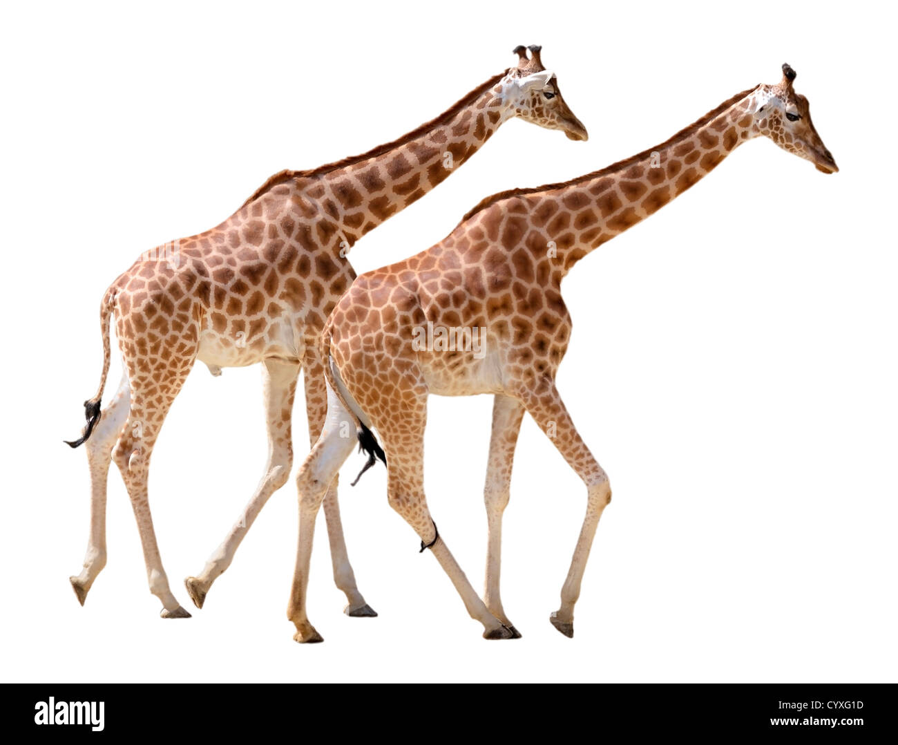 Two giraffes (Giraffa camelopardalis) walking in isolated on white background Stock Photo